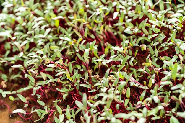 Radish microgreens