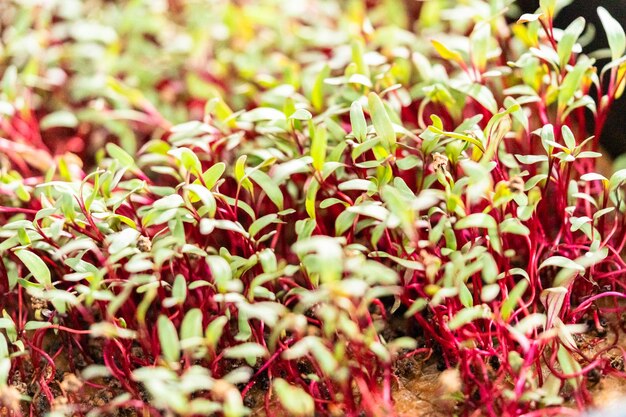 Radish microgreens