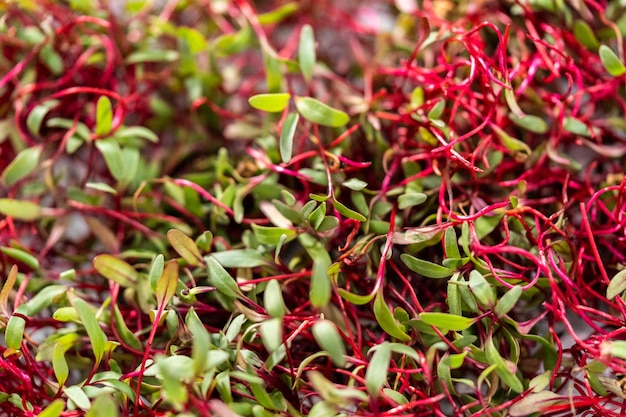 Radish microgreens