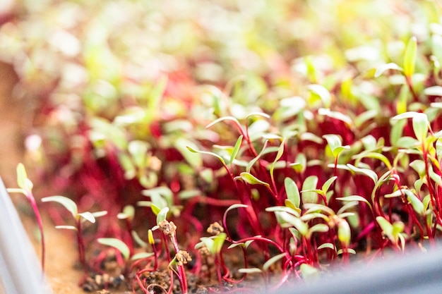 Radish microgreens