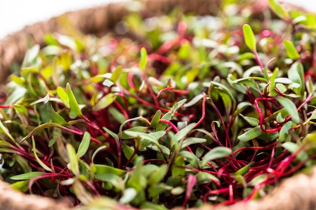 Radish microgreens