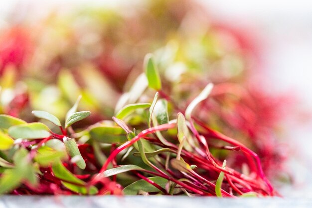 Radish microgreens