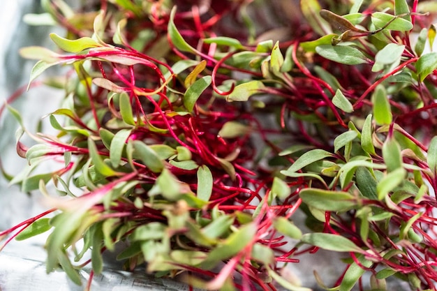 Radish microgreens