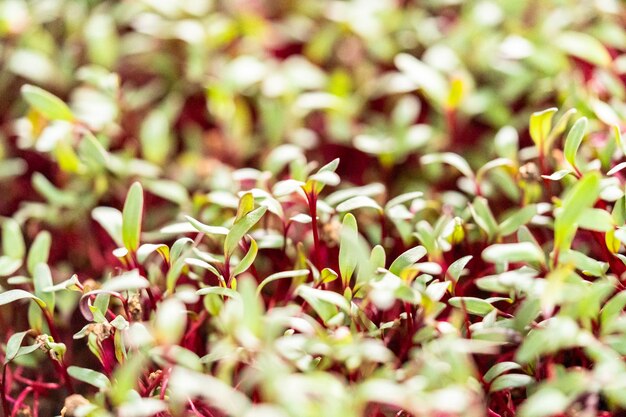 Radish microgreens