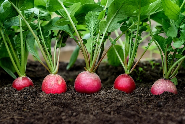 Radish plant growing in soil in garden