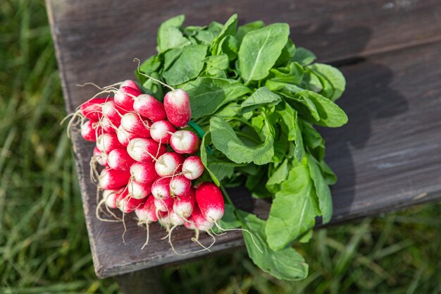 radish spring vegetable root harvest bunch of vegetables fresh healthy meal food diet snack