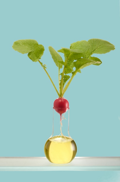 Radish in a test tube 