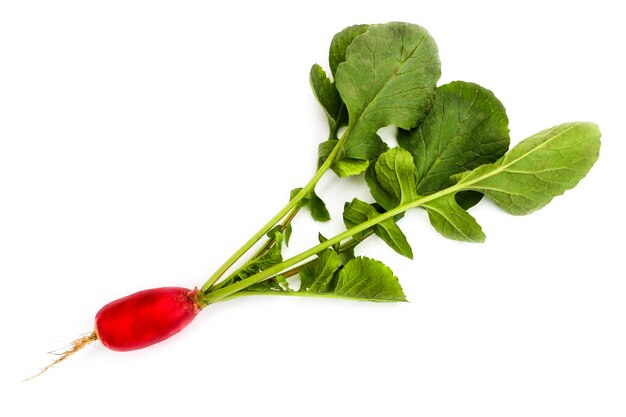 Radish with haulm closeup isolated on white