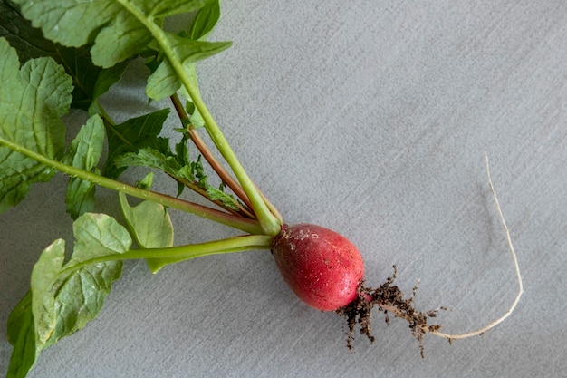 A radish with the word beet on it