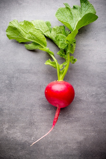 Radish.