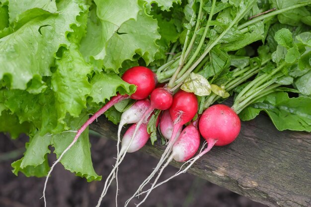 Radishes in a dish