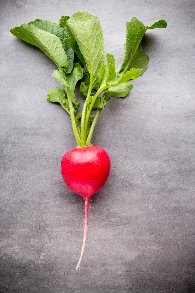 Photo radishes on the grey background