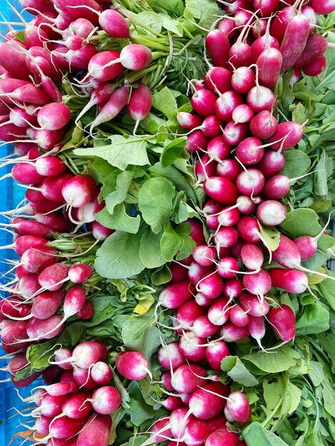 Radishes for sale in the local market