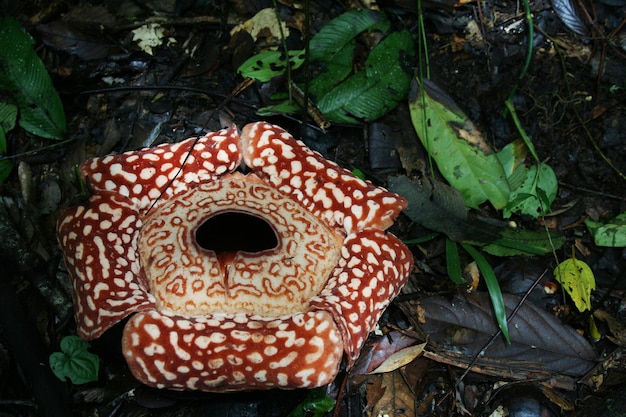 Photo rafflesia flower