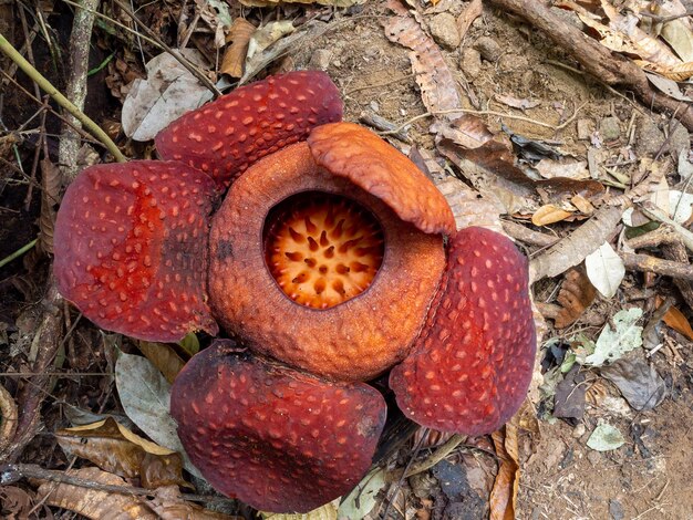 Photo rafflesia tuan-mudae in gunung gading national park sarawak borneo