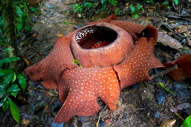 Rafflesia - the world's largest flower. rare beautiful red flower in the jungle.