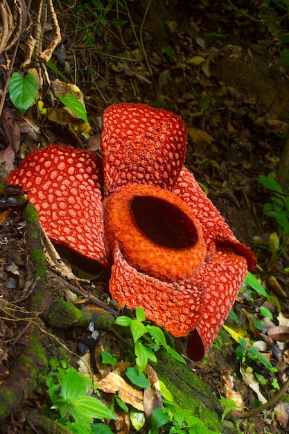 Raflesia gadutensis flower in the tropical forest