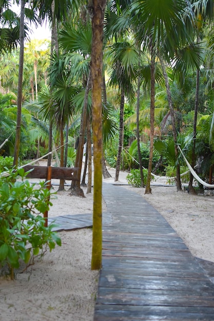 熱帯のエキゾチックな夏の風景の中でリラクゼーションのヤシの木の場所にハンモックをぶら下げぼろきれ