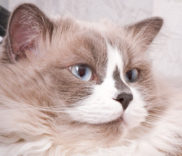 Ragdoll breed of cat close-up