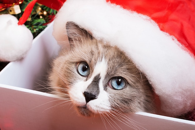 Ragdoll cat breed on a Christmas background