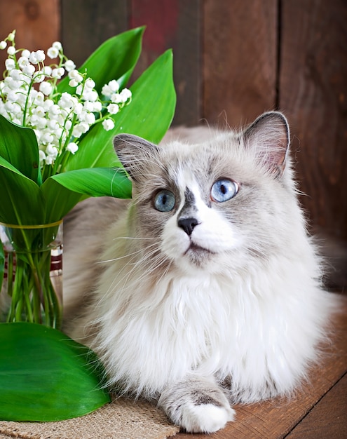 Ragdoll cat breed and a vase of lilies of the valley on a wooden surface