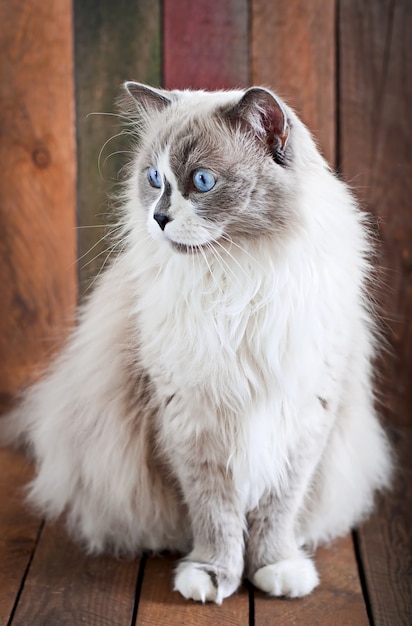 Ragdoll cat breed and a vase of lilies of the valley on a wooden