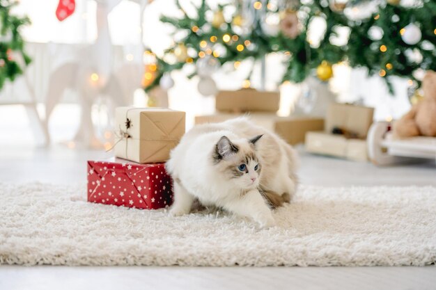 Ragdoll cat in Christmas time on fluffy carpet in room with decorated tree and gifts. Purebred feline pet in New Year celebration