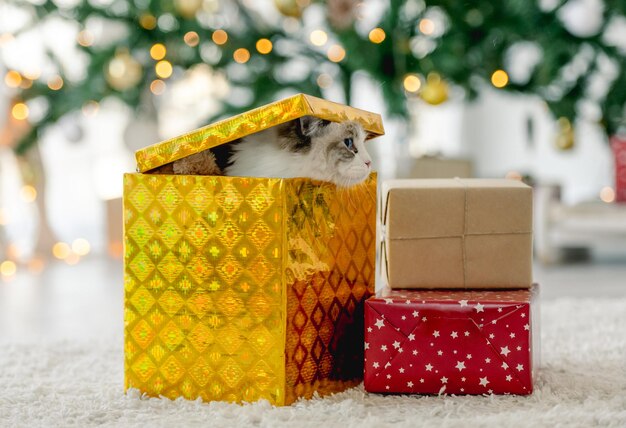 Ragdoll cat in Christmas time sitting inside gift box in room with decorated tree. Purebred feline pet in New Year celebration