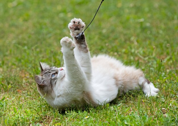 ragdoll cat in garden