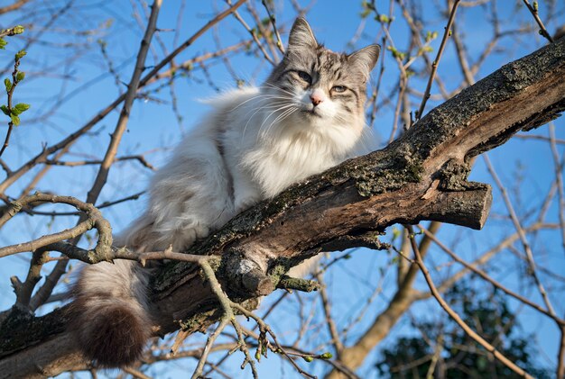 사진 나무에 ragdoll 고양이