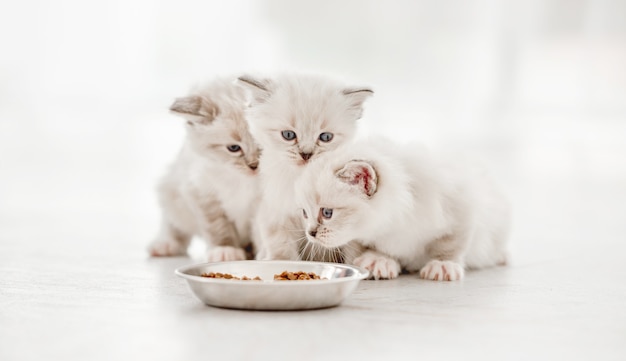 스튜디오에서 랙돌 고양이 새끼 고양이