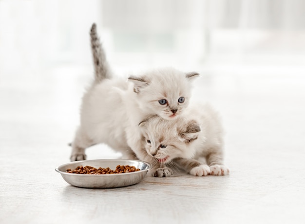 Photo ragdoll cat kitten in studio