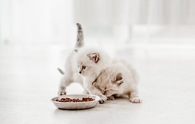 Foto gattino ragdoll in studio