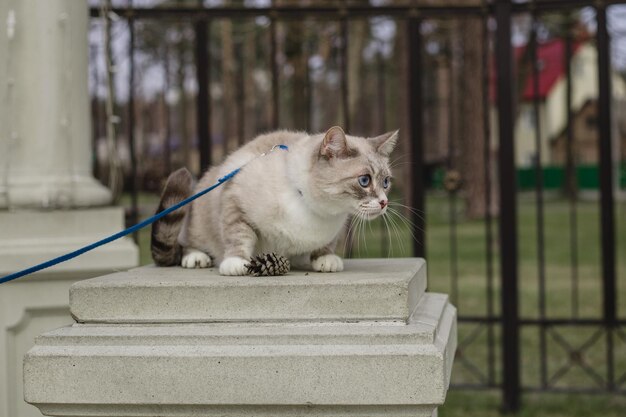 Кошка рэгдолл на поводке