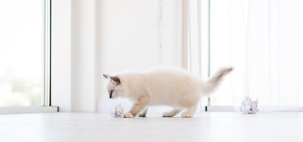 밝은 방에 있는 랙돌 고양이