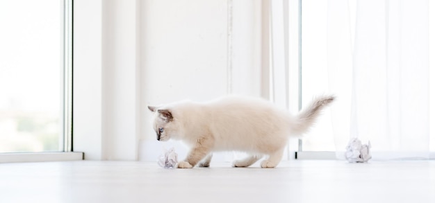 밝은 방에 있는 랙돌 고양이