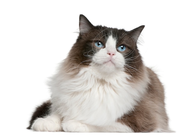 Ragdoll cat sitting in front of white background