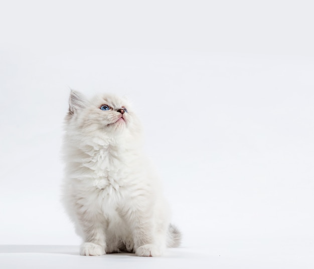 Ragdoll cat, small kitten portrait on white background