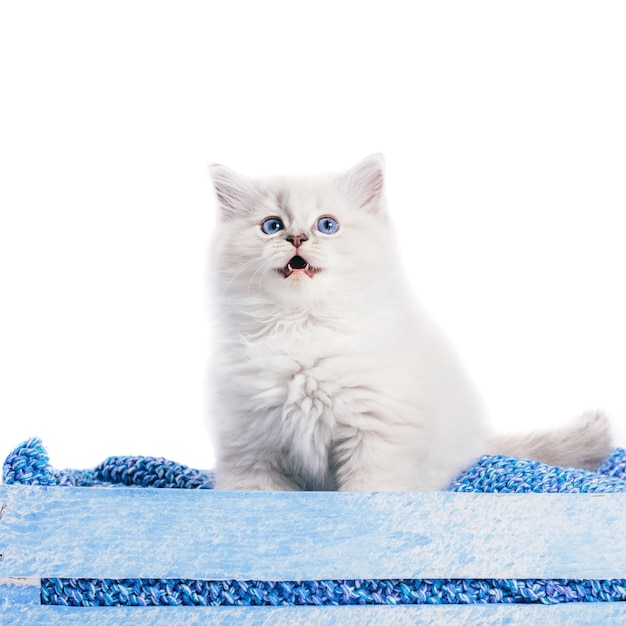 Ragdoll cat, small kitten portrait. White background