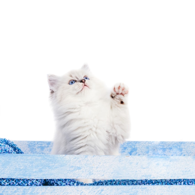 Gatto ragdoll, piccolo gattino allungando la zampa e guardando sopra