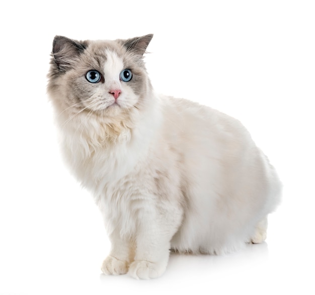 ragdoll cat in studio