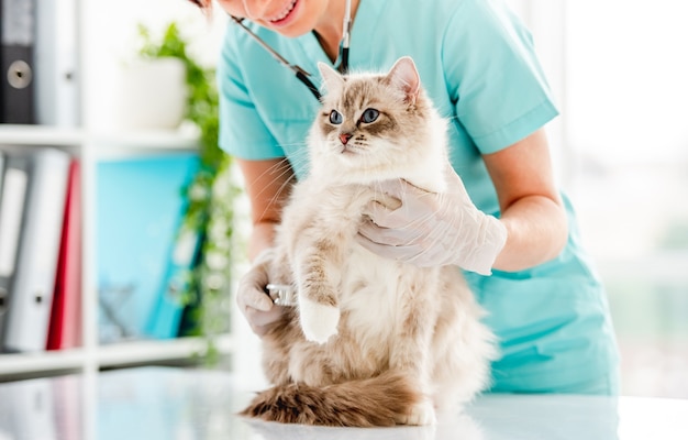 Ragdoll cat at veterinerian clinic