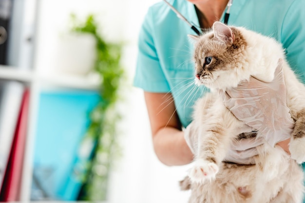 수의사 클리닉의 랙돌 고양이