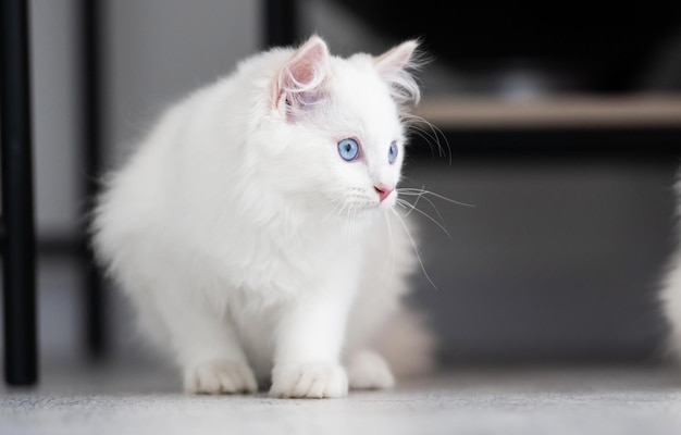 Ragdoll kat buiten