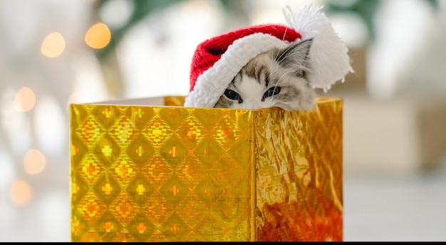 Ragdoll kat in de kersttijd