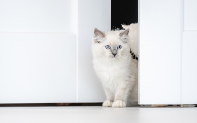 Ragdoll kat in lichte kamer