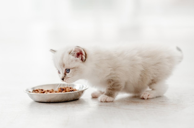 Ragdoll kat kitten in studio