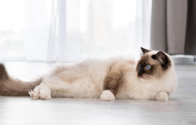 Ragdoll kattenportret