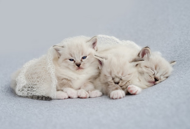 Ragdoll kitten foto's pasgeboren stijl