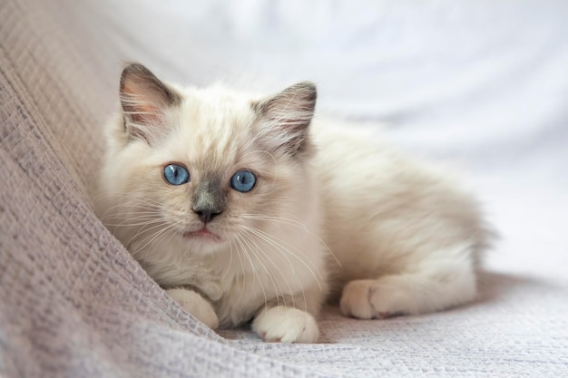 Ragdoll kitten fotoshoot binnenshuis. Ragdoll kitten van 11 weken oud.